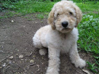 dog_20120703214133_640_480-10195