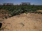 Will California face crop shortages?