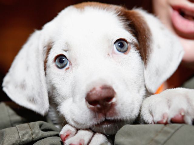 Brewery to give paternity and maternity leave for employees with new puppies