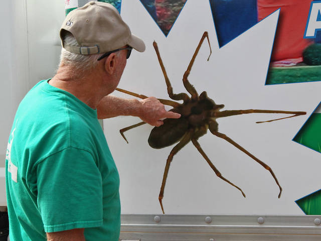 Thousands Of Brown Recluse Spiders Drive Owners From Missouri Home