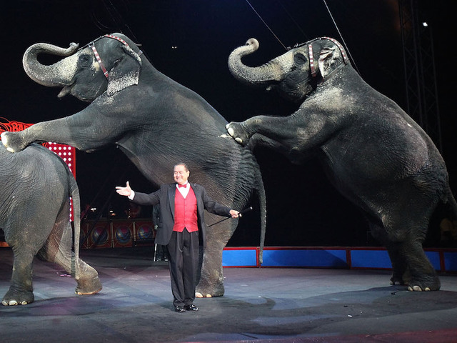 Ringling elephants perform in final circus