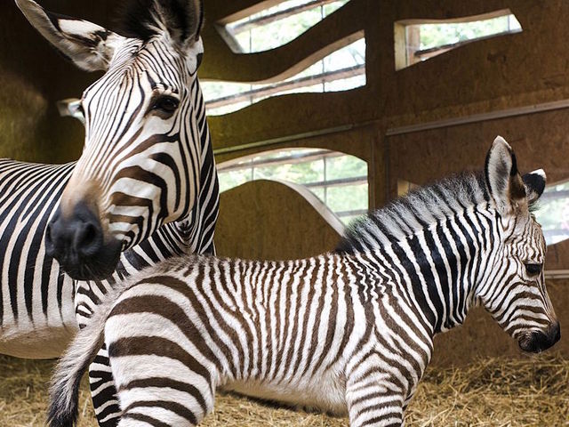 A zoo is accused of painting a donkey and passing it off as a zebra