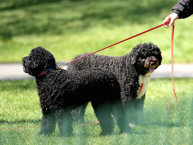 Man's attempt to kidnap Obama's dog foiled in DC