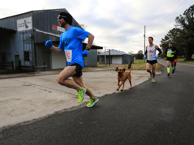 Dog accidentally joins half marathon, places 7th
