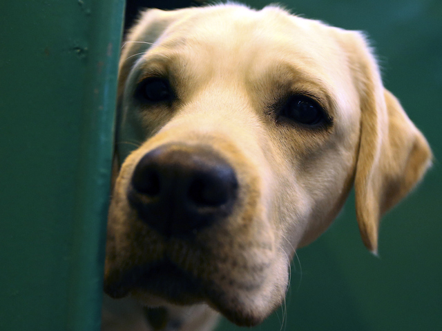 The most popular dog breeds in America