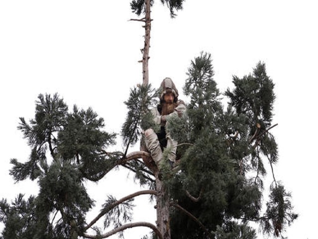 Man who spent a day in tree is no-show at court