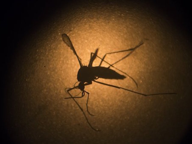 Philippines launches mass dengue vaccination