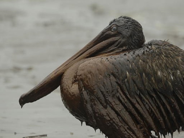 $20B settlement in 2010 BP oil spill