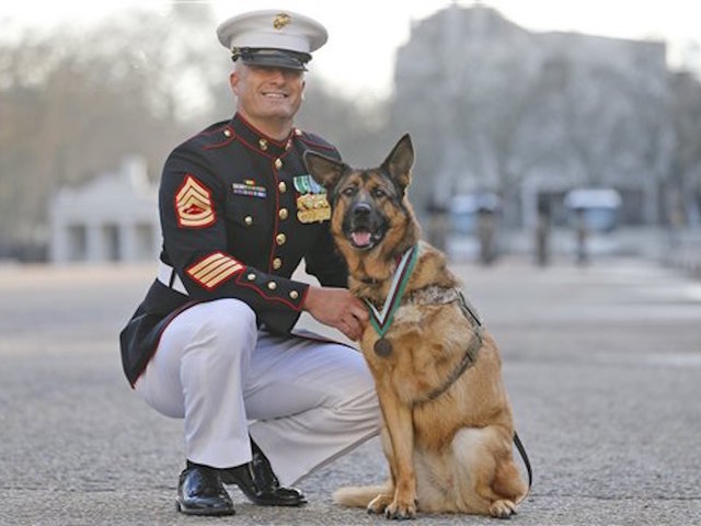 Life-saving US Marine Corps dog earns honor