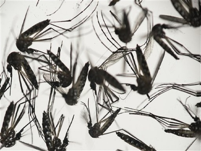 PR reports 1st Zika-related microcephaly case