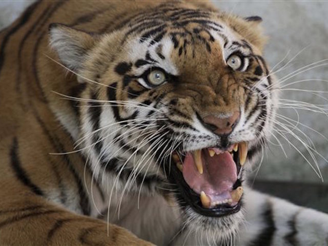 2 escaped tigers recaptured in Dutch sanctuary