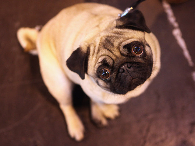 Most popular mixed-breed dogs