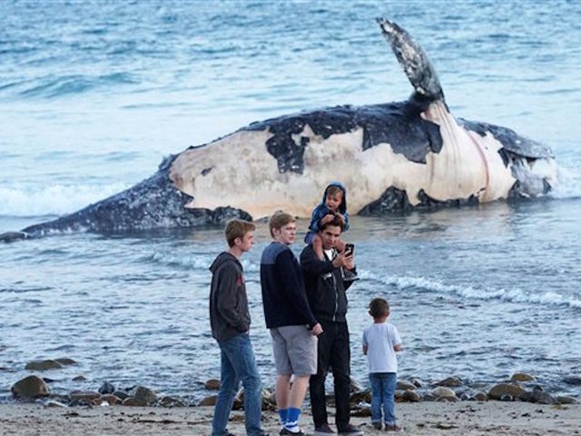 Dead whale stinks up California surf spot