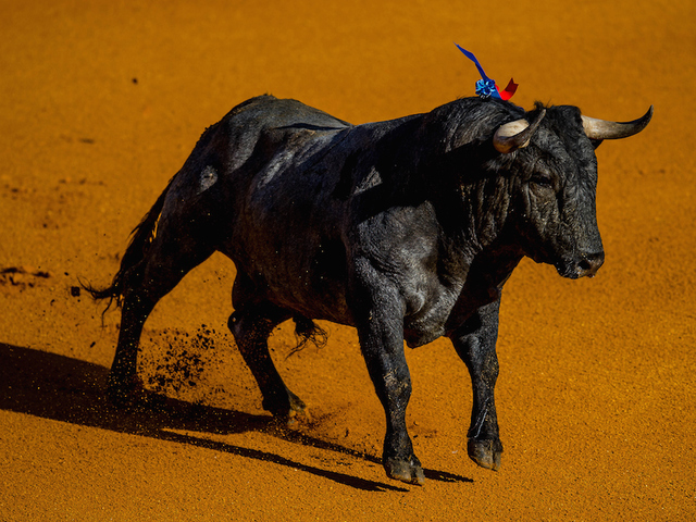 Man killed by bull in Spanish safari park