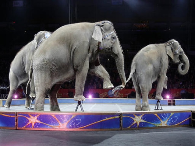 Elephants perform for final time at Ringling