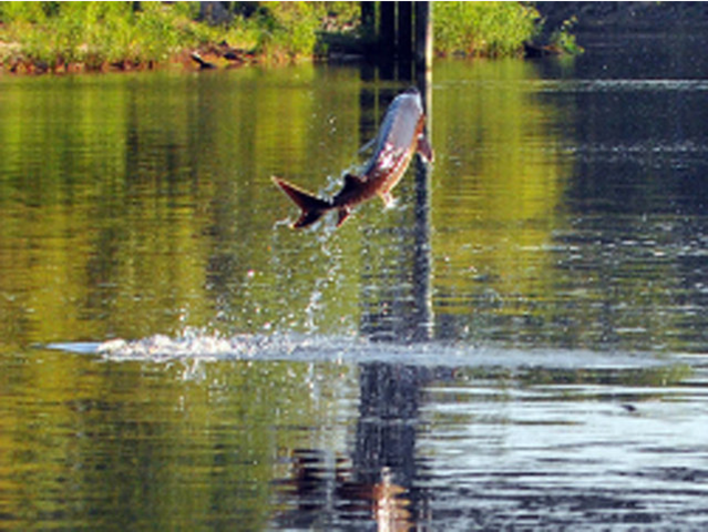 Leaping sturgeon knocks Fla. boater unconscious