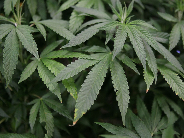 Top drugs abused by high school seniors