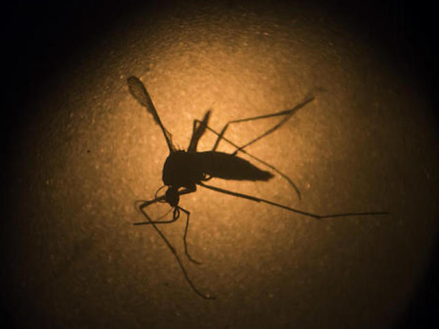US drops Puerto Rico swim training over Zika