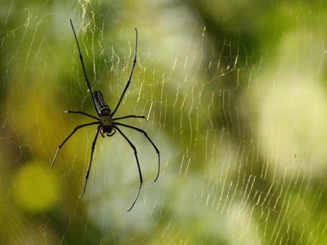 WATCH: Weatherman gets a scare from giant spider