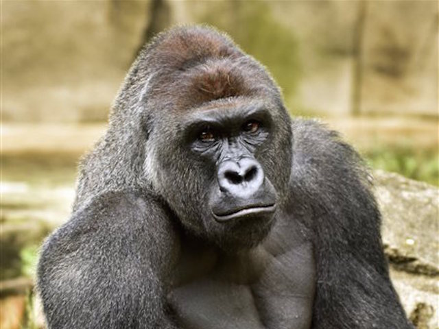 Boy who got into gorilla enclosure 'doing well'