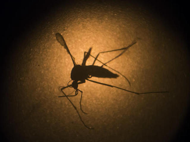 Florida, CDC looking at Zika case in Miami