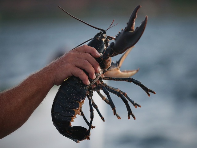 Is saving a lobster worth $225?