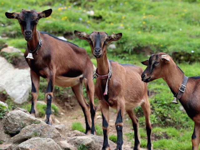 Magnolia Homes: Two goats killed on 'Fixer Upper' ranch