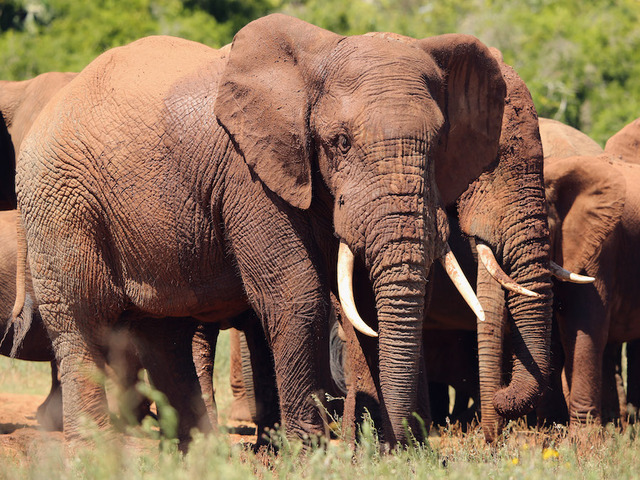 Conservationists plan to relocate 500 elephants in Malawi