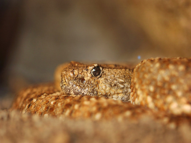 Yearly rattlesnake roundup event yields dozens of serpents