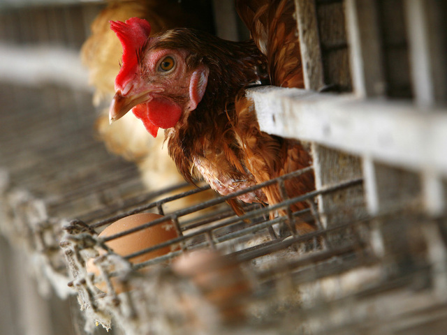 Man saved from blaze by son's cackling chickens