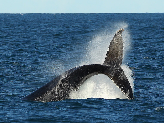 WATCH: Humpback whales feeding against San Francisco skyline