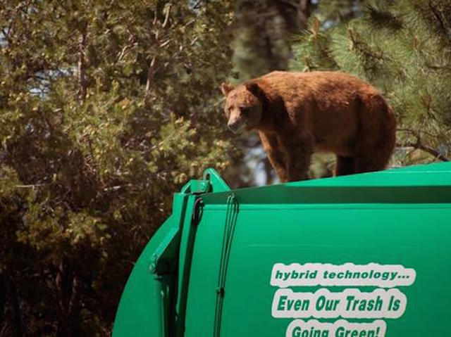 New Mexico bear hitches a ride on top of a garbage truck