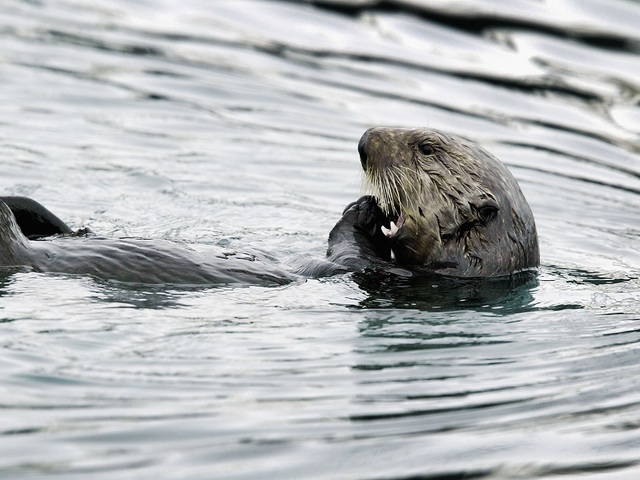 Officials search for person who shot 3 otters in Calif.