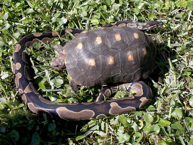 Missing pythons on the loose in neighborhood