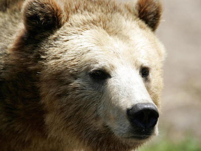 Montana man survives two grizzly bear attacks in one day