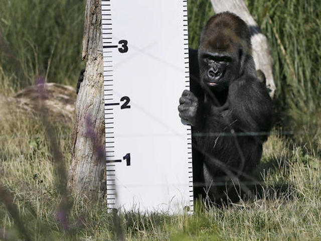 London Zoo calls gorilla escape 'minor'; others see risks