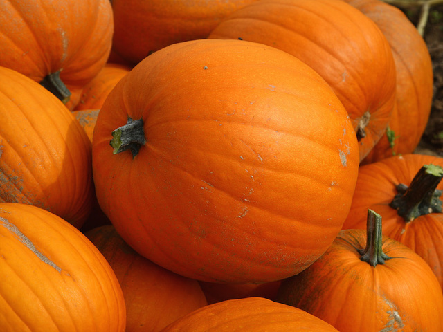 Giant pumpkin breaks record in Northern California weigh-off