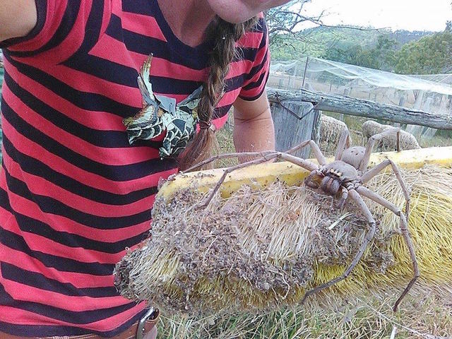 Photo of massive spider brings viral fame to Australian animal sanctuary