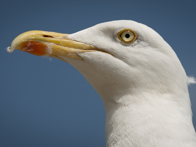 Seagull feces leads to neighbor suing neighbor
