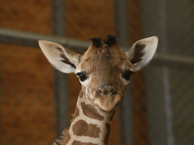 Giraffes, rarer than elephants, put on extinction watch list