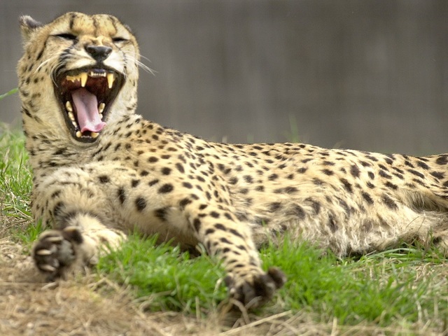 Cheetah numbers decline as African habitat shrinks