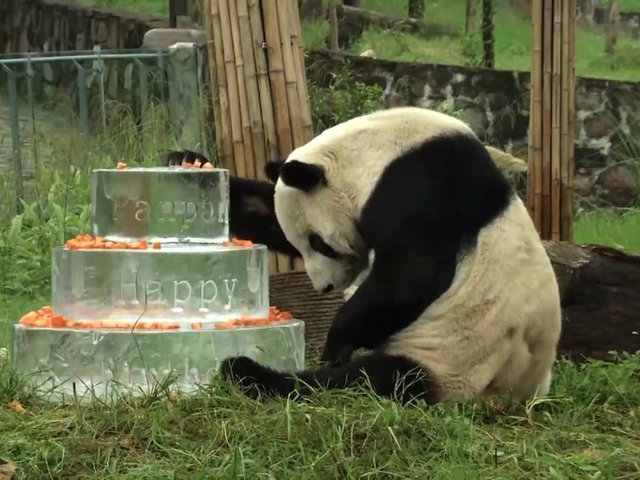 Pan Pan, world's oldest male panda, dies in China