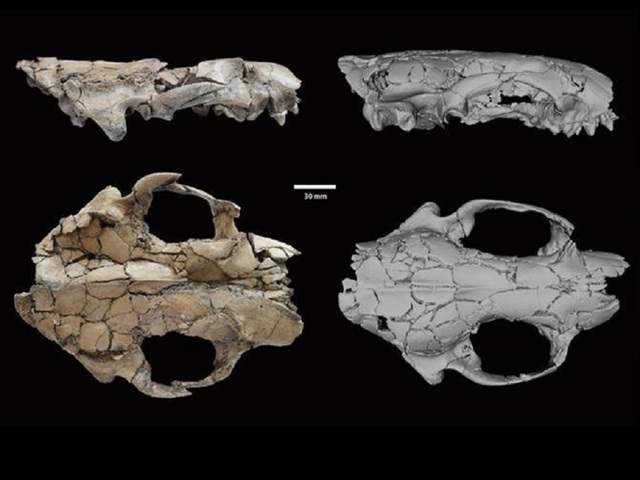 Remains of wolf-like ancient otter discovered in China