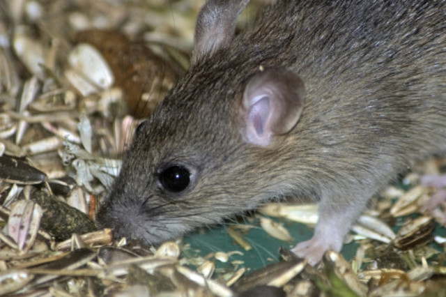 Mouse on airplane delays international flight for 4 hours