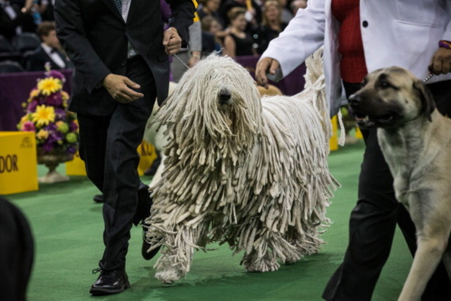 Ya mon! Dogs dig reggae music, study says