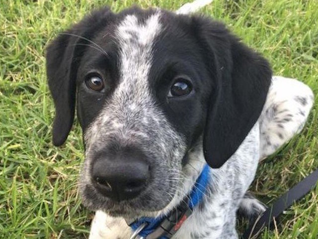 Trainee bomb detector puppy shot dead at New Zealand airport