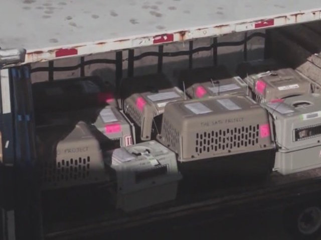 Dog used as drug mule to smuggle $1M of heroin to NY