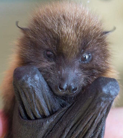 Oregon Zoo workers rescue rare baby fruit bat rejected by mother