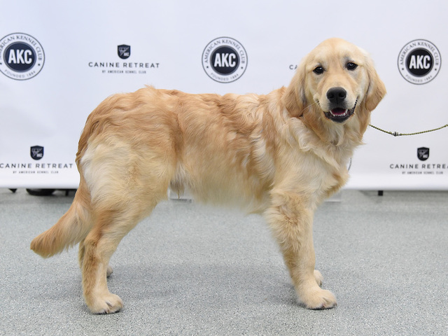 Dogs eat free at Einstein Bros. Bagels for Take Your Pet to Work Week