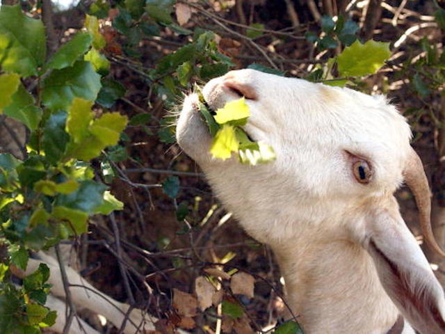 Pet goat saves Arkansas family from house fire